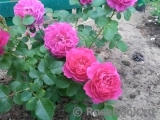 Princess Anne Princess Anne