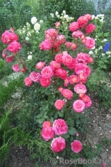 Midsummer Midsummer
