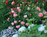 Jubilee Celebration® Jubilee Celebration®