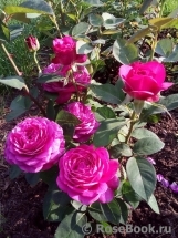 Heidi Klum Rose