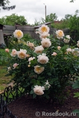 Crocus Rose® Crocus Rose®
