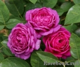 Heidi Klum Rose Heidi Klum Rose