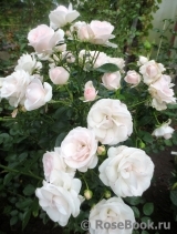 Aspirin Rose Aspirin Rose
