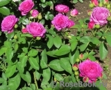 Heidi Klum Rose Heidi Klum Rose