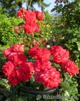 Midsummer Midsummer