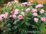 La Rose de Molinard ® La Rose de Molinard ®