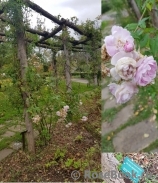 Blush Noisette Blush Noisette