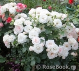 Aspirin Rose Aspirin Rose