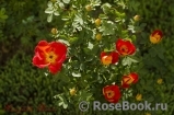 Rosa foetida Bicolor Rosa foetida Bicolor