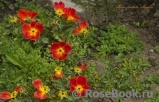 Rosa foetida Bicolor Rosa foetida Bicolor