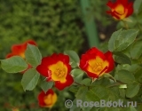 Rosa foetida Bicolor Rosa foetida Bicolor