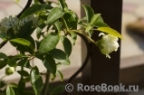Rosa banksiae alba