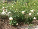 Crocus Rose® Crocus Rose®