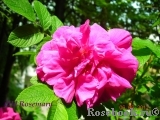 Roseraie de l'Hay Roseraie de l'Hay