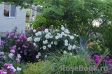 Lions Rose Lions Rose