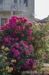 Rosarium Uetersen Rosarium Uetersen