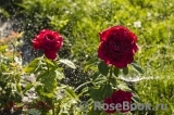 Rose des 4 Vents Rose des 4 Vents