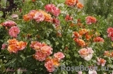Sorbet Fruite Sorbet Fruite