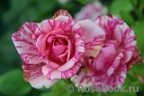 Pink Intuition Pink Intuition