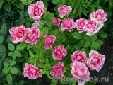Pink Intuition Pink Intuition