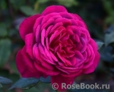 Johann Wolfgang von Goethe Rose® Johann Wolfgang von Goethe Rose®