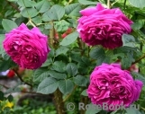 Falstaff® Falstaff®