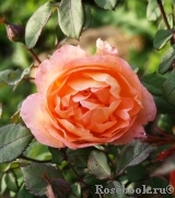 Lady Emma Hamilton Lady Emma Hamilton
