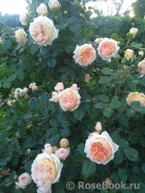 Crown Princess Margareta® Crown Princess Margareta®