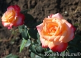 Frohsinn 82 Frohsinn 82