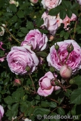 Alan Titchmarsh