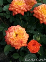 Mandarin Mandarin