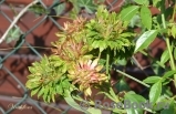 Viridiflora