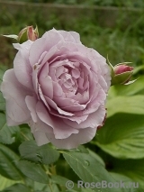 Novalis Novalis