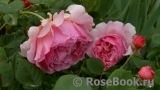 Princess Alexandra of Kent Princess Alexandra of Kent