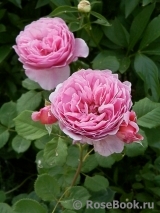 Princess Alexandra of Kent Princess Alexandra of Kent