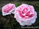 Frederic Mistral® Frederic Mistral®