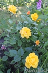 Goldmarie 82 Goldmarie 82
