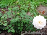 Crocus Rose® Crocus Rose®