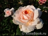 Crocus Rose® Crocus Rose®