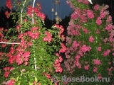 Super Excelsa Super Excelsa