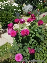 Johann Wolfgang von Goethe Rose® Johann Wolfgang von Goethe Rose®