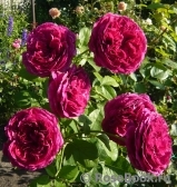 Falstaff® Falstaff®