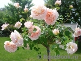 Abraham Darby Abraham Darby