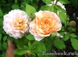 Grace® Grace®