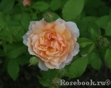 Grace® Grace®