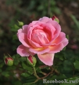 Jubilee Celebration® Jubilee Celebration®