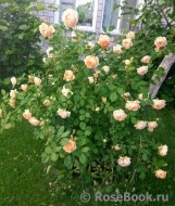 Crown Princess Margareta® Crown Princess Margareta®