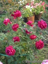 Darcey Bussell Darcey Bussell