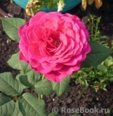 Johann Wolfgang von Goethe Rose® Johann Wolfgang von Goethe Rose®
