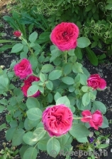 Rose des 4 Vents Rose des 4 Vents